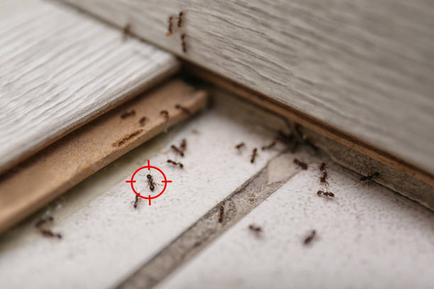 Best Ant Control Services  in Bagdad, AZ