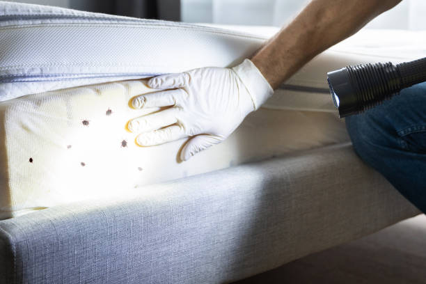 Pest Control for Restaurants in Bagdad, AZ