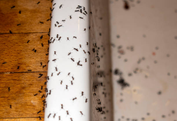Best Affordable Pest Control Services  in Bagdad, AZ