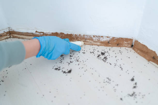 Best Flea Control Services  in Bagdad, AZ